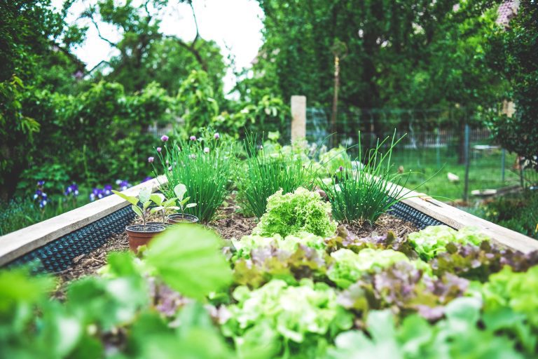 Gardening Tips and Money-Savers {for Beginners}