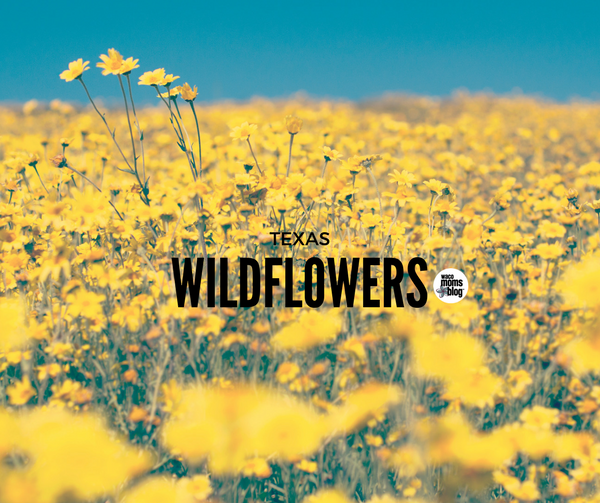 Wildflowers-Waco-Moms-Blog