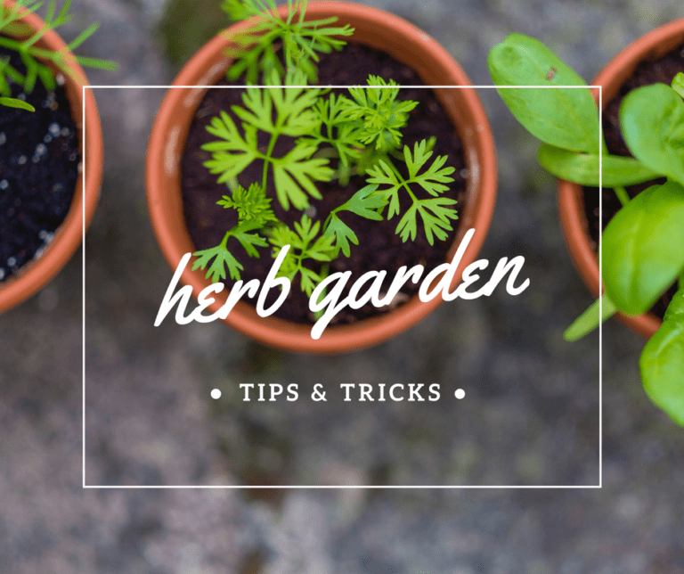 Why You Should Grow an Herb Garden {AND tips for Beginners}