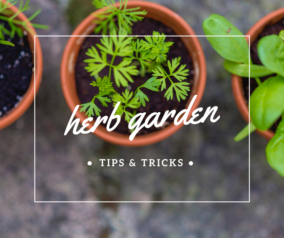 Why You Should Grow An Herb Garden And, Herb Garden Tips Beginners