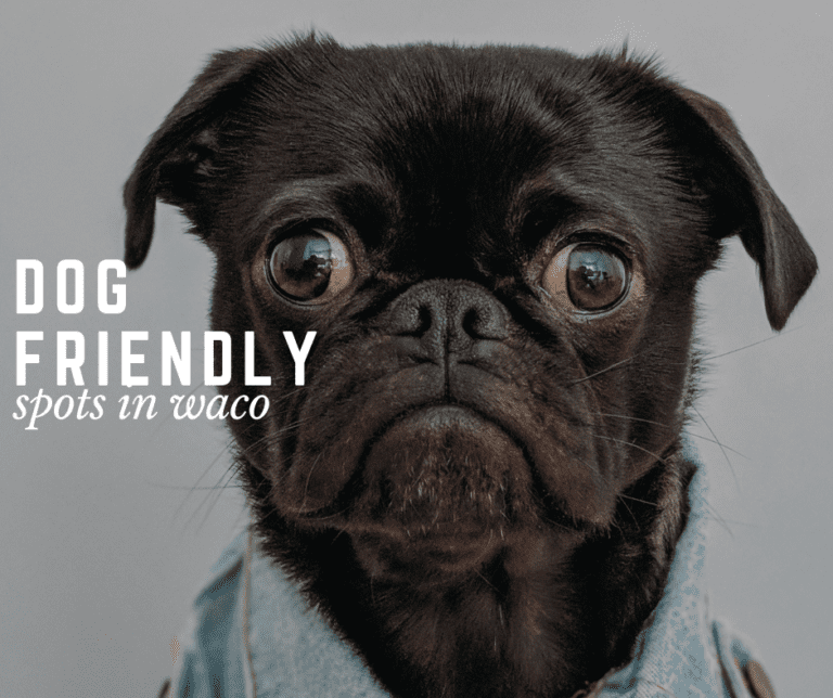 Waco Dog-Friendly | Guide to Dog-Friendly Spots To Take Spot