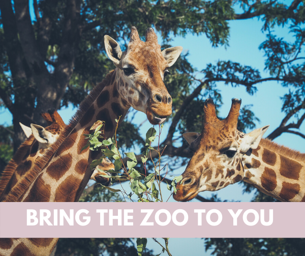 Bring the Zoo to You | Waco Moms