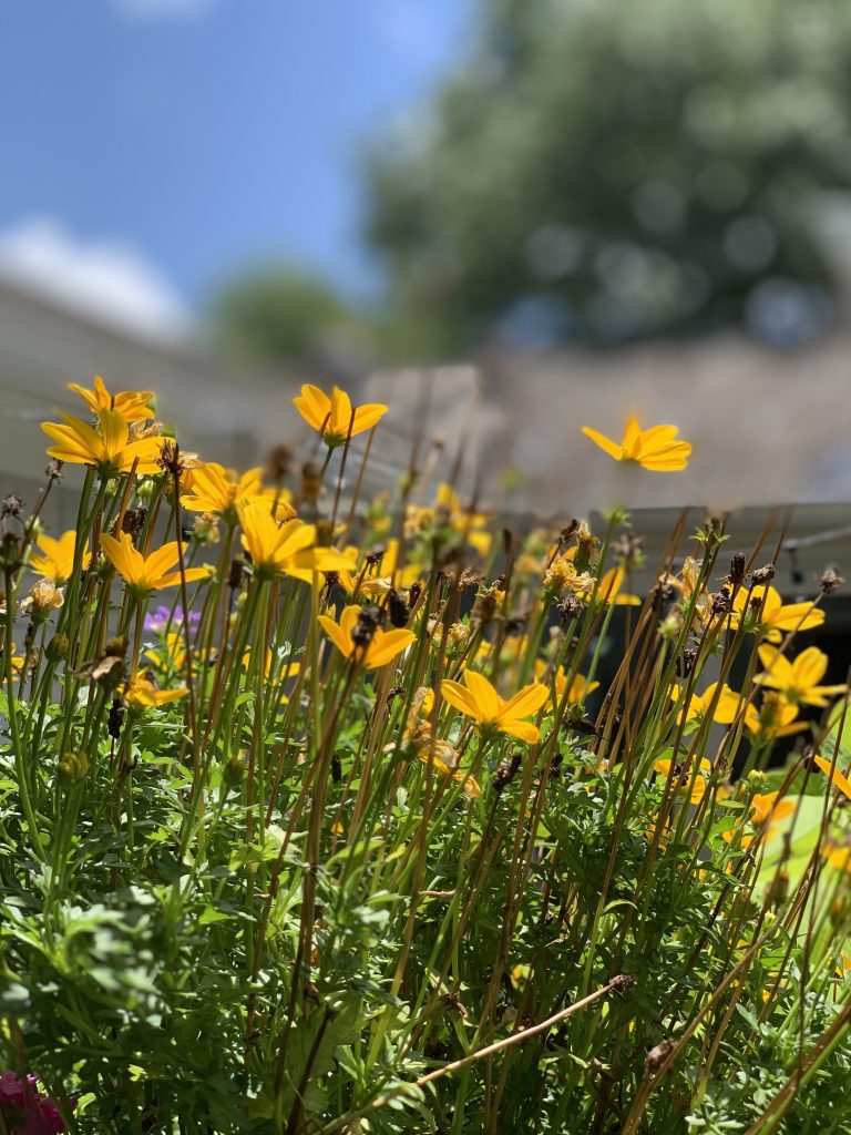 The Best Flowers for Texas Flowerbeds