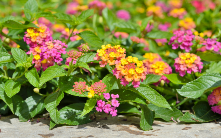 The Best Flowers for Texas Flowerbeds