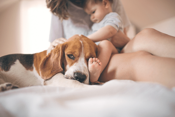 ‘No-Training’ Dog Training Tips for Busy Moms