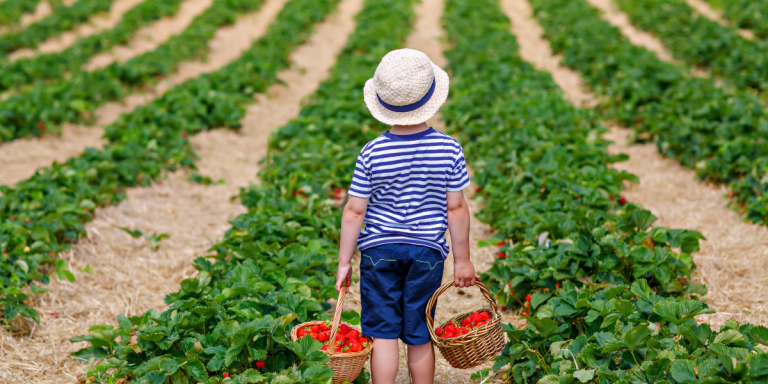 Where to Go: A Guide to Berry Picking + Local Farms