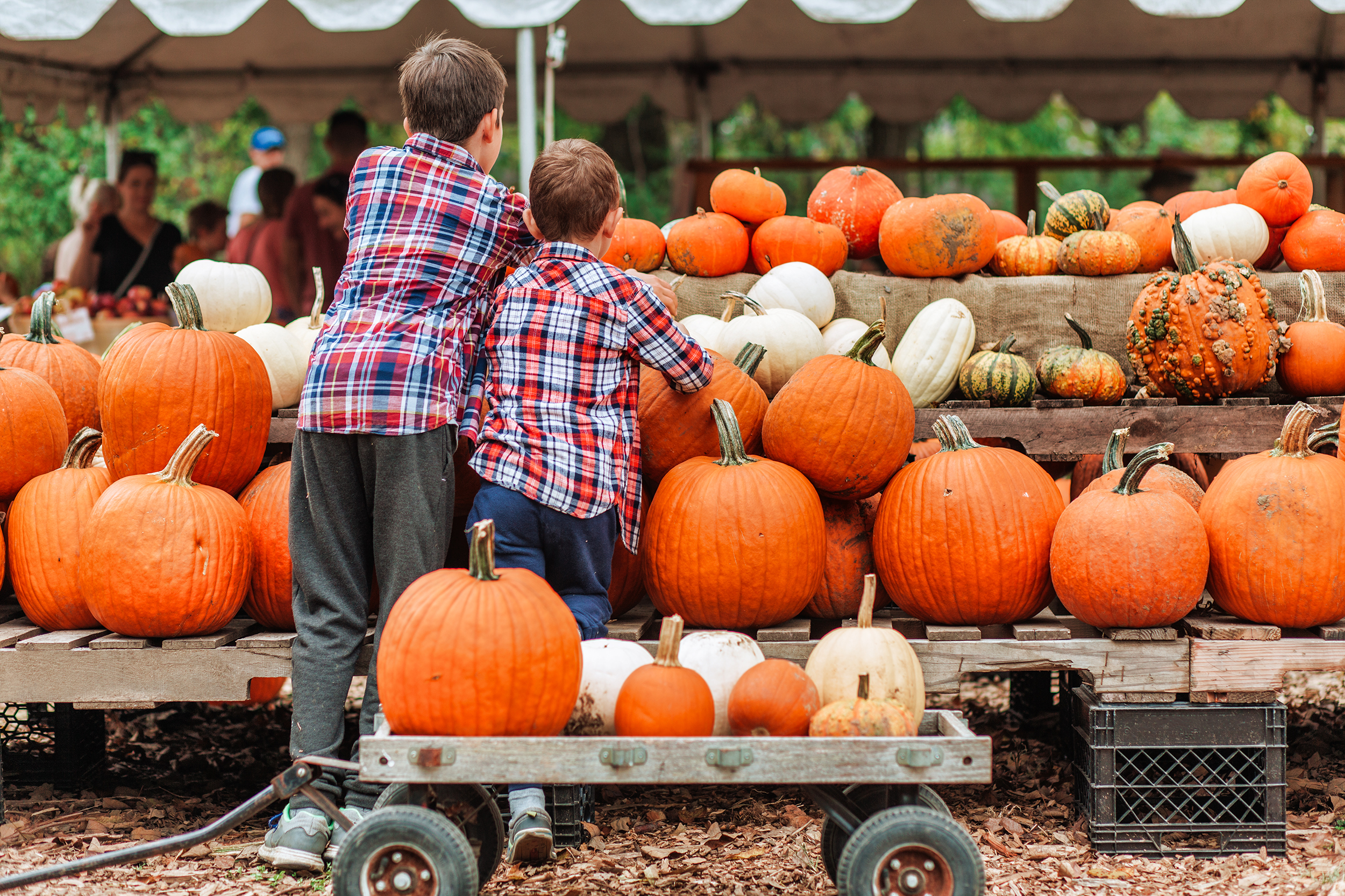 Waco Area Pumpkin Patches