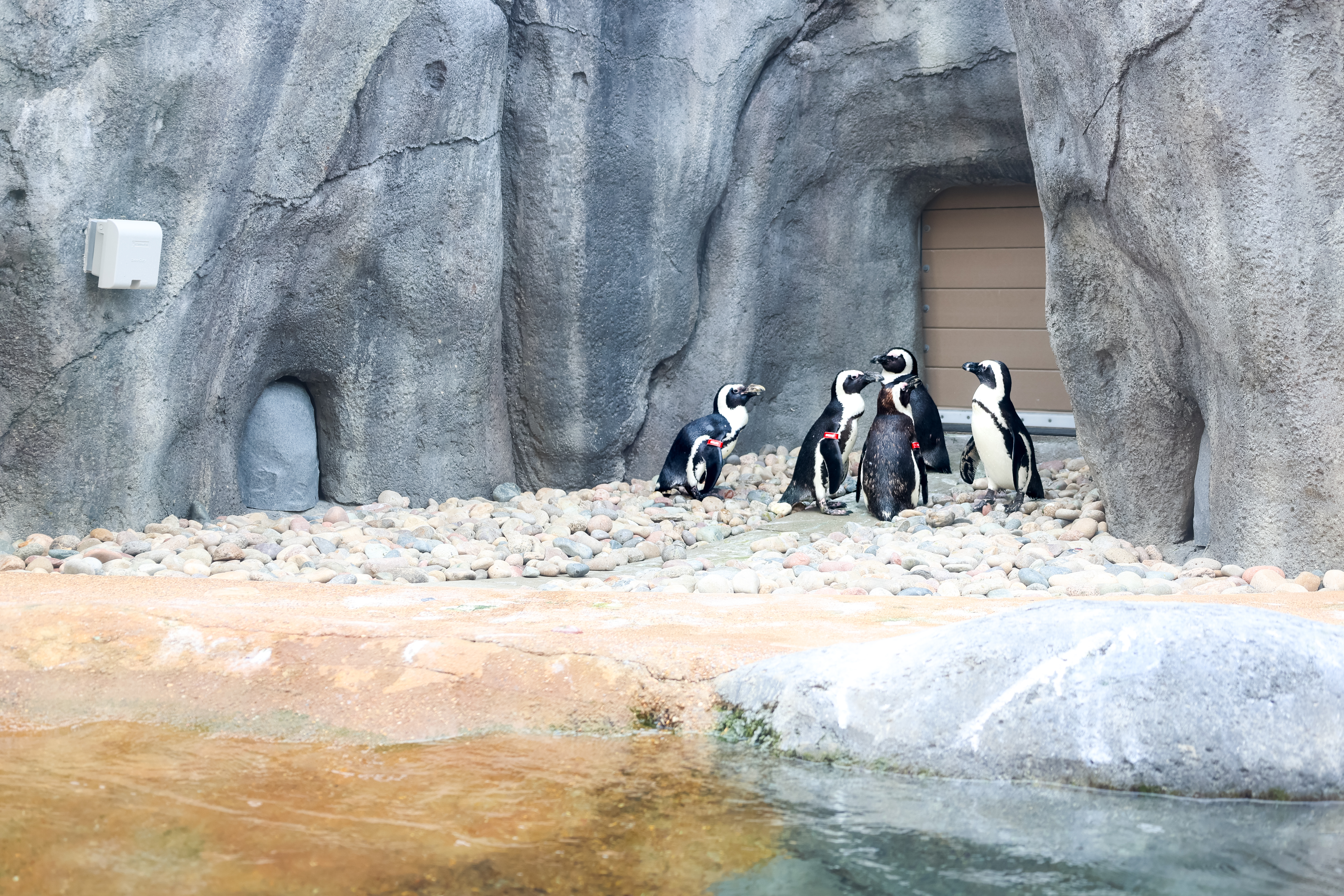 penguin shores